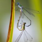 in die Binsen gehen (2.)