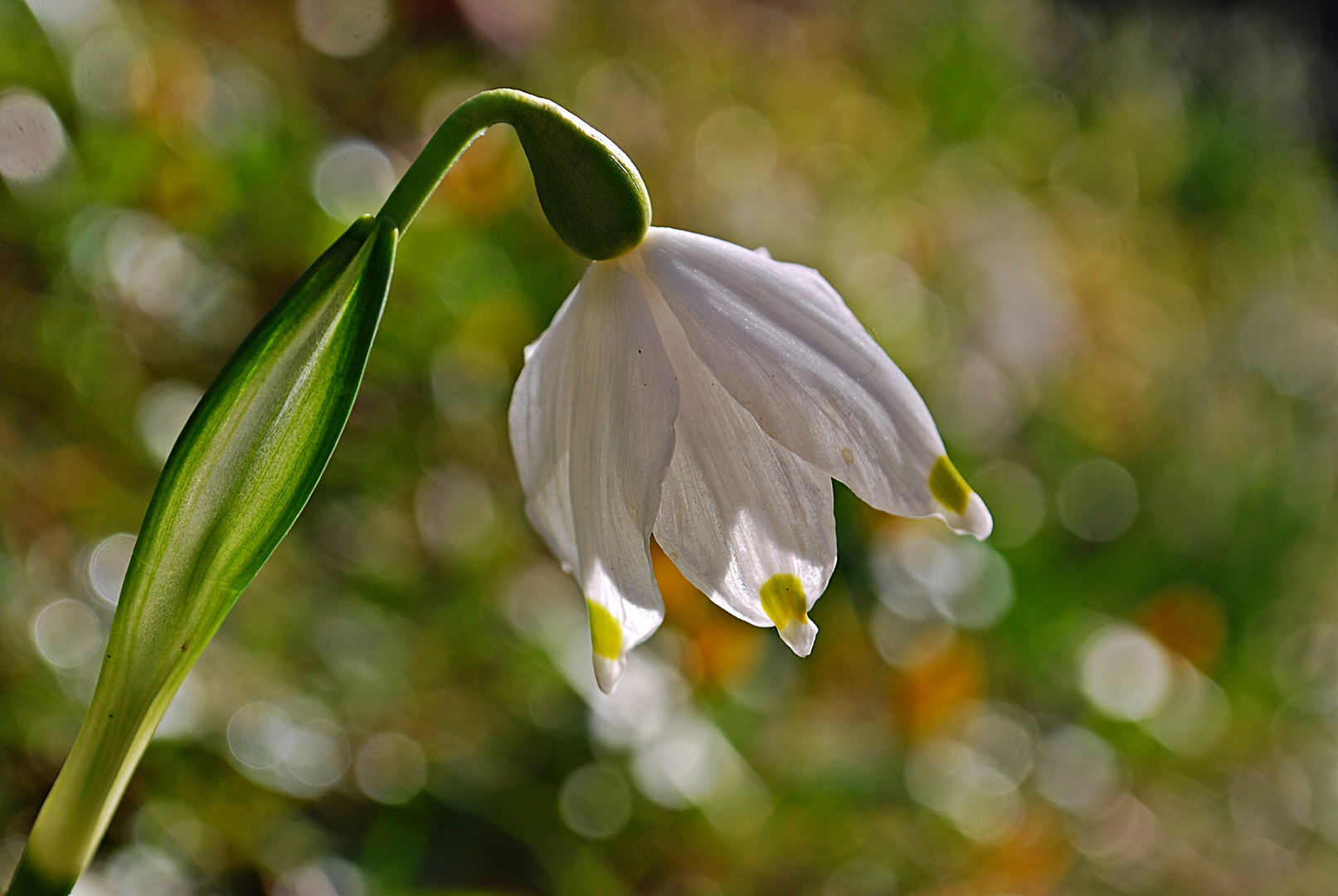 In die Blumenwiese getupft...