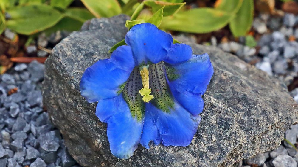 In die Enzianblüte geschaut...