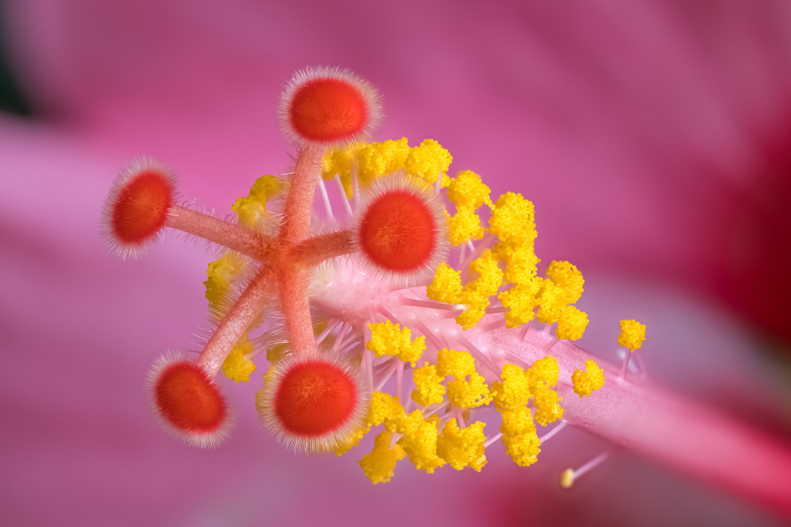 In die Hibiskusblüte geschaut