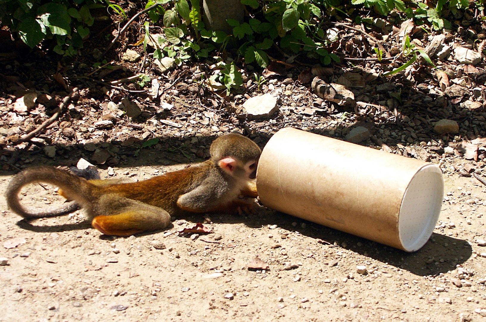 In die Röhre gucken.......... Foto & Bild tiere, wildlife, säugetiere Bilder auf
