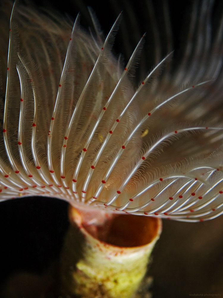 in die Röhre gucken Foto & Bild natur, abstrakt, mittelmeer Bilder auf