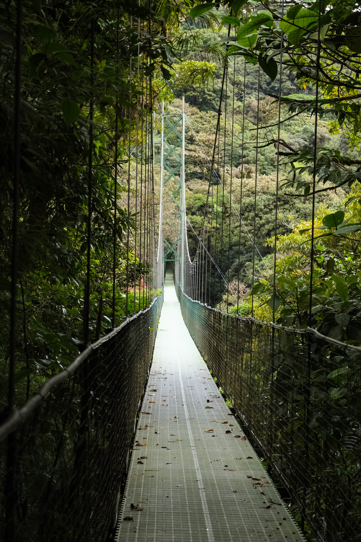 ...in die Tiefe des Monteverde Urwaldes...