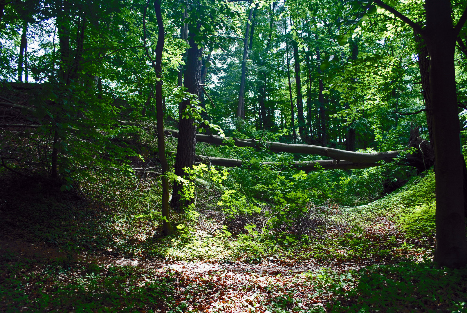 In die Wälder