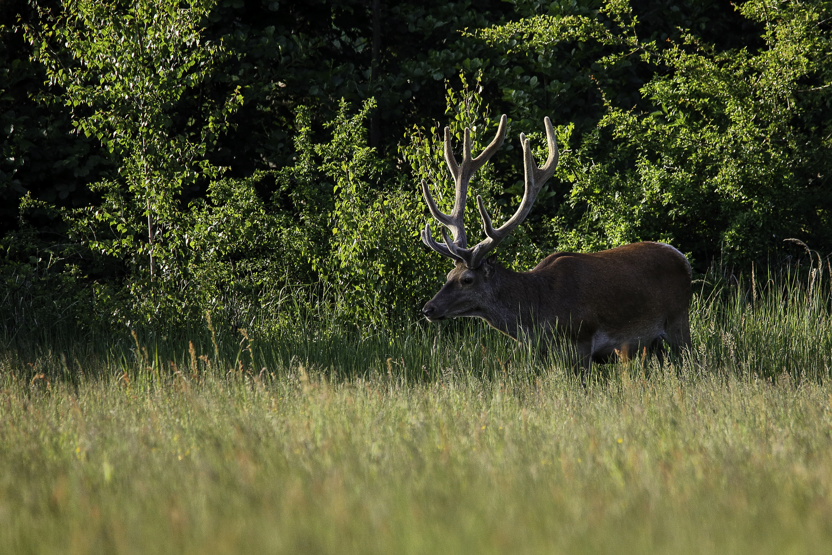 In die Wiese wechselnd