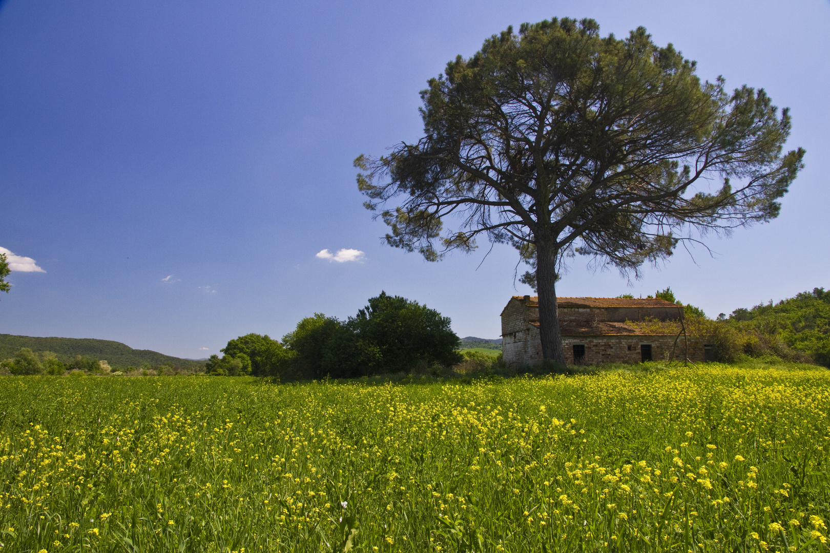 In die Wiesen von Toscane