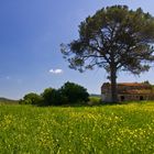 In die Wiesen von Toscane