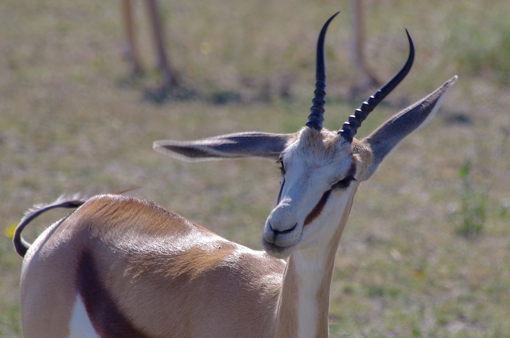 In diese Richtung zur Safari-Bar - Namibia Serie