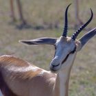 In diese Richtung zur Safari-Bar - Namibia Serie