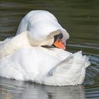 In diesem Gewässer ist das Schwimmen nur mit Badehaube erlaubt.