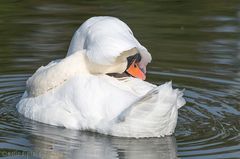 In diesem Gewässer ist das Schwimmen nur mit Badehaube erlaubt.