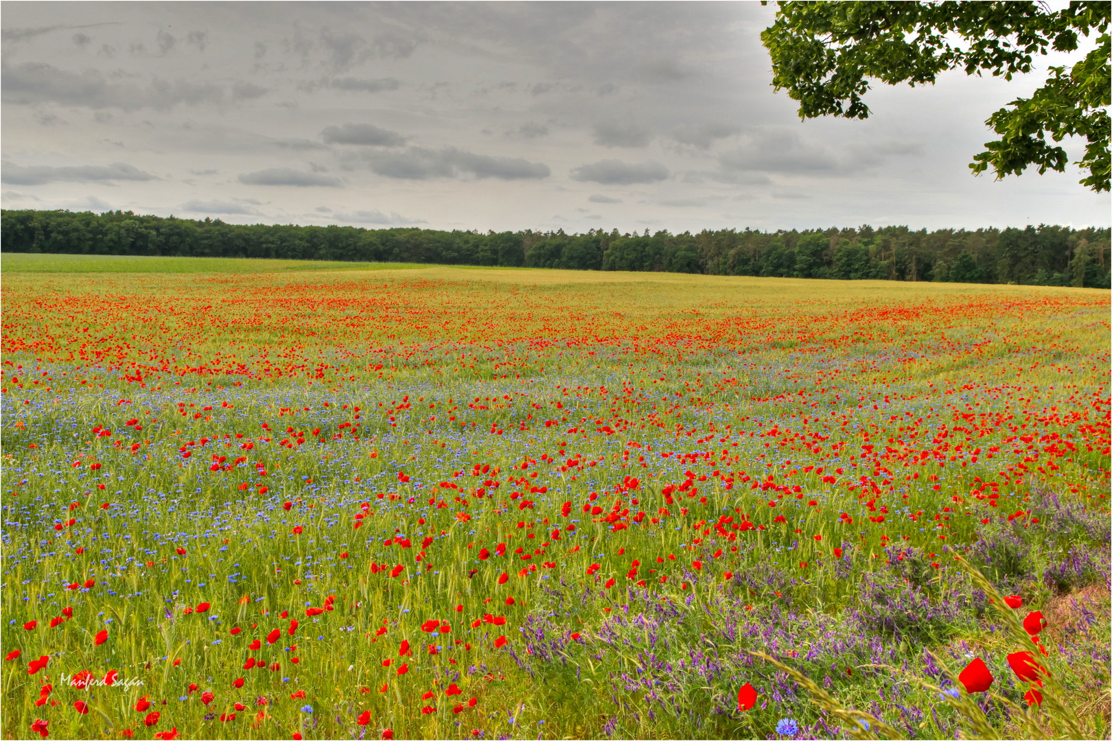 In diesem Jahr nicht einfach zu finden - Mohnblumenfelder