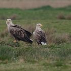 In diesem Jahr scheint das Seeadlerpaar (Haliaeetus albicilla) ....