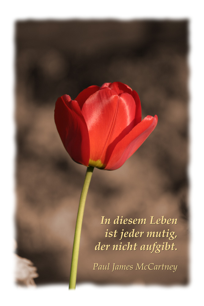 In diesem Leben ... (Rote Tulpe)