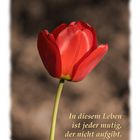 In diesem Leben ... (Rote Tulpe)