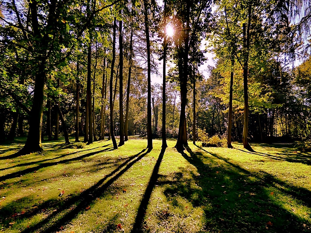 In diesem lichten Wald . . .