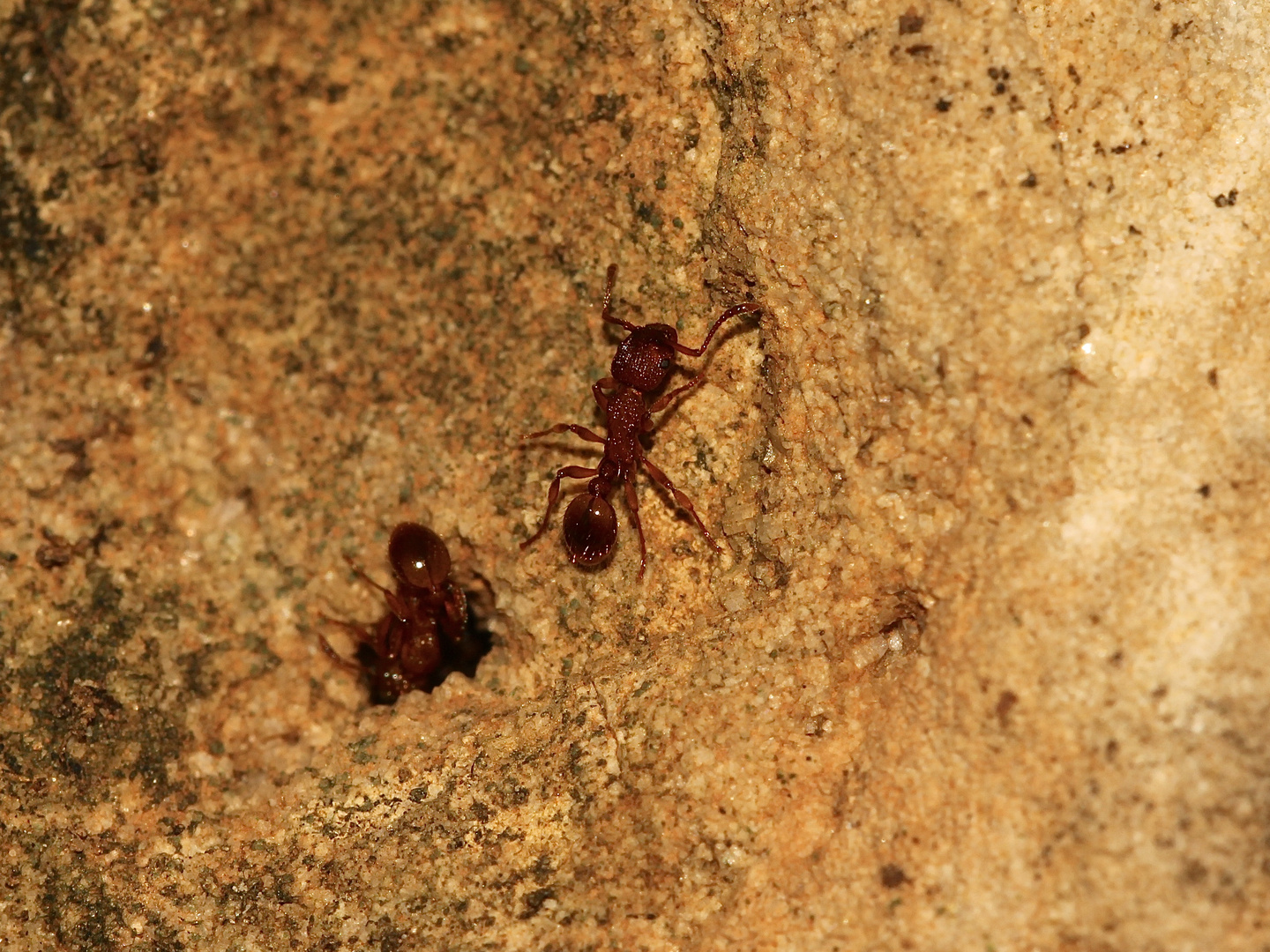 In diesem Löchlein in einem faustgroßen Jurakalkstein befand sich eine Ameisenkolonie ...