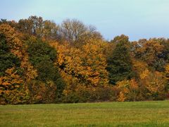 In diesem Wald treibt sich ein Luchs herum .