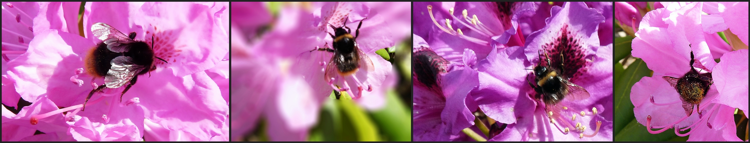 in diesen Blüten kann man sich wohl fühlen ....