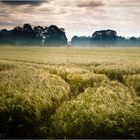 In diesen Tagen reift das Korn bei uns im Münsterland