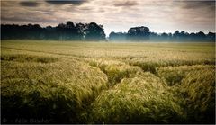 In diesen Tagen reift das Korn bei uns im Münsterland