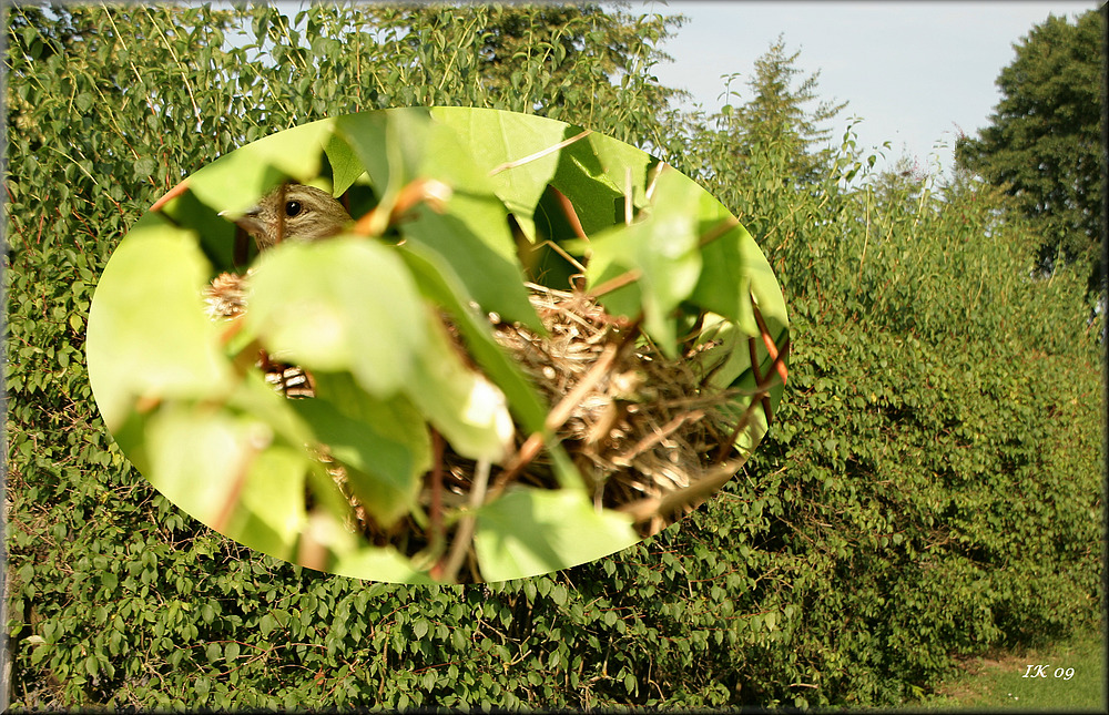 In dieser Hecke........