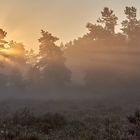 In dieser Mulde auf der Mehlinger Heide bleibt der Nebel am längsten stehen...