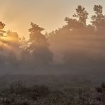 In dieser Mulde auf der Mehlinger Heide bleibt der Nebel am längsten stehen...