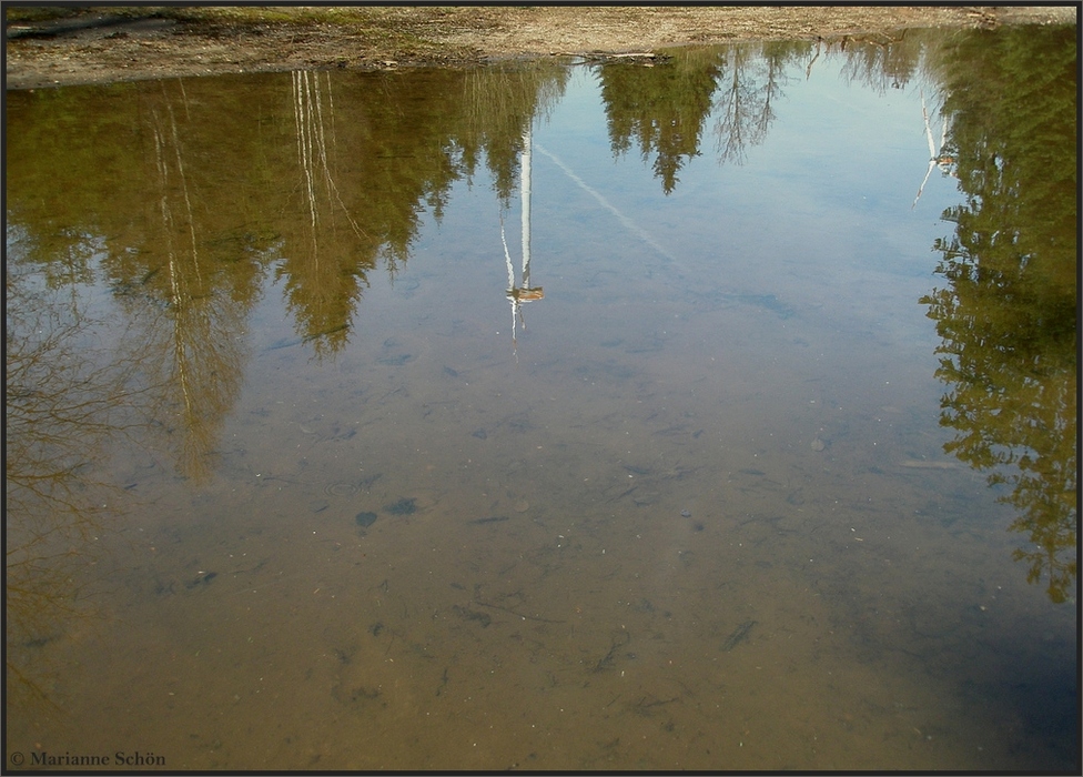 In dieser Wasserpfütze...