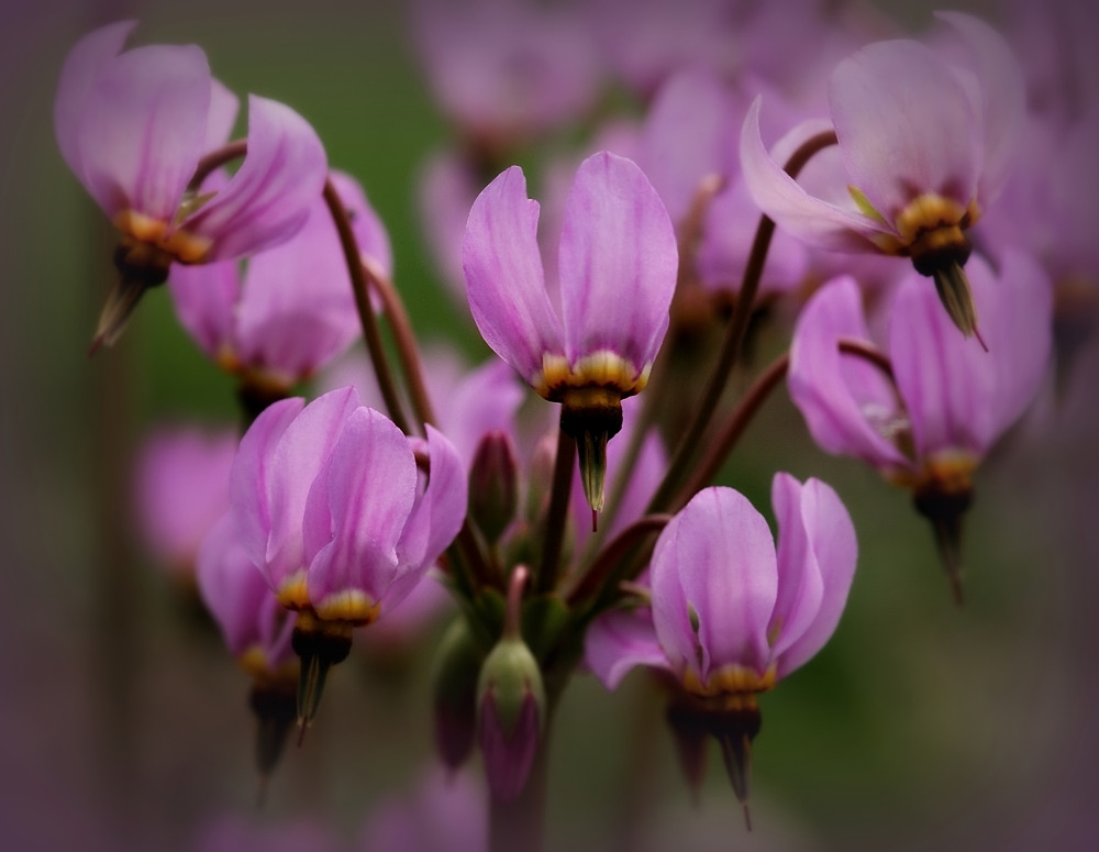 In Dolden stehen zarte Blüten der Götterblumen....