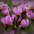 In Dolden stehen zarte Blüten der Götterblumen....