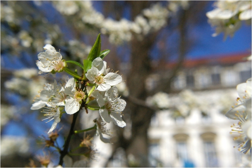 In Dresden auch Frühling