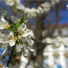 In Dresden auch Frühling