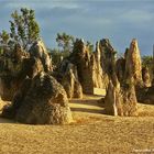 * In early morning light / Pinnacles Cervantis WA *