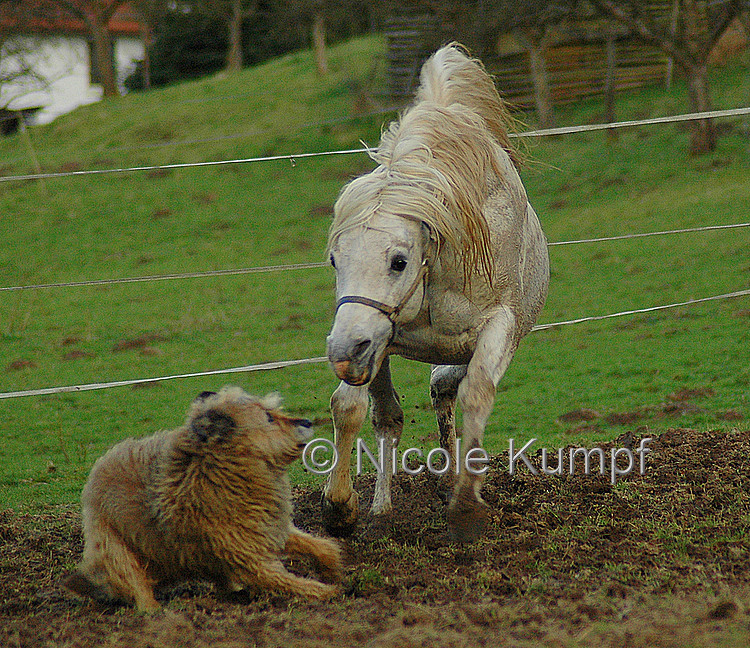 in eigener Sache - an Hundehalter