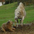 in eigener Sache - an Hundehalter