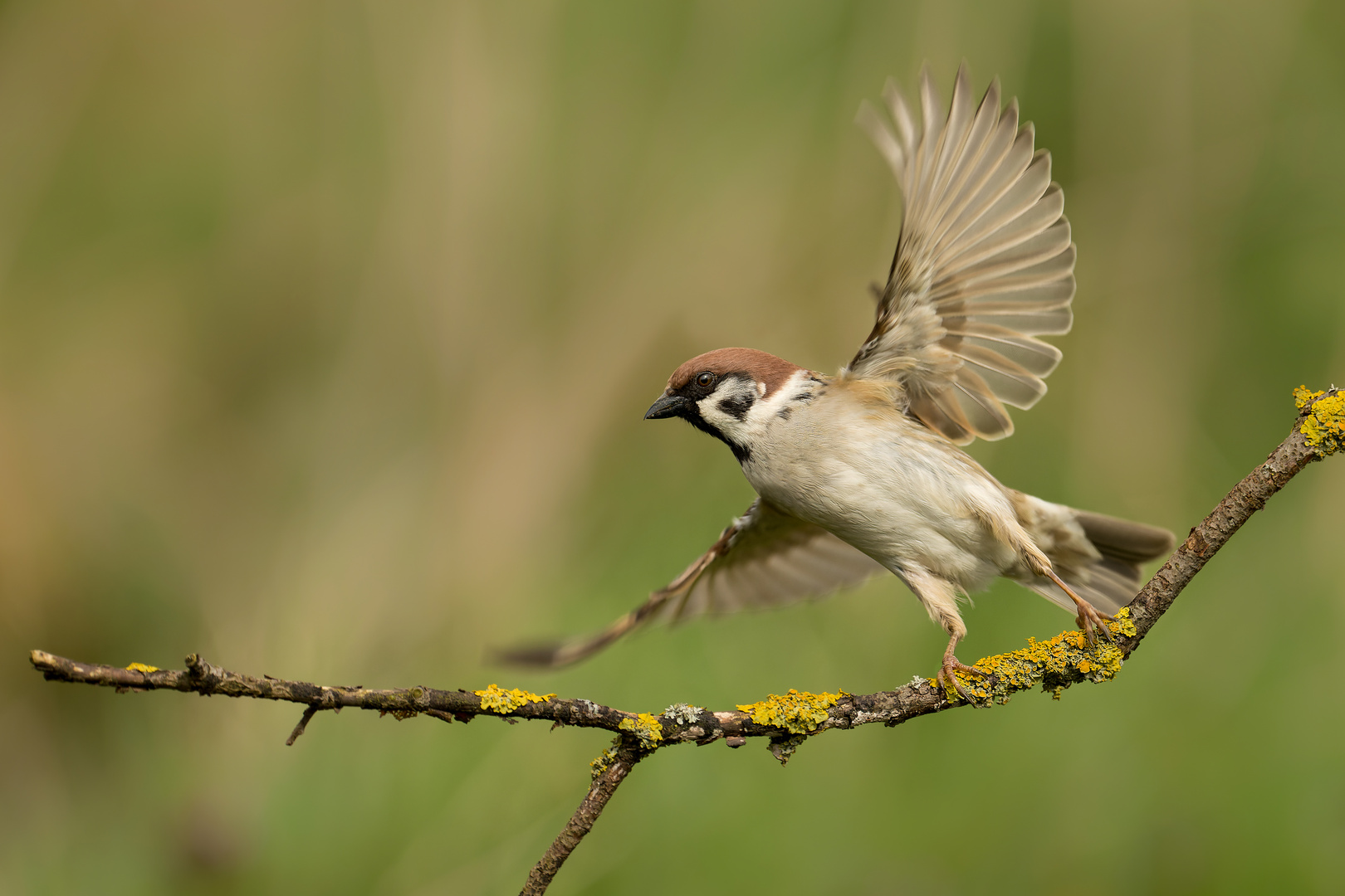 In Eile Foto & Bild canon, frühling, brandenburg Bilder auf
