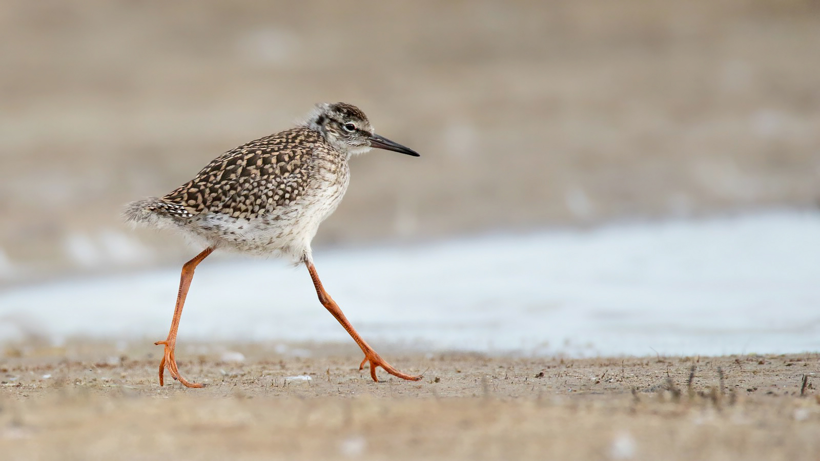 In Eile Foto & Bild canon, natur, vogel Bilder auf