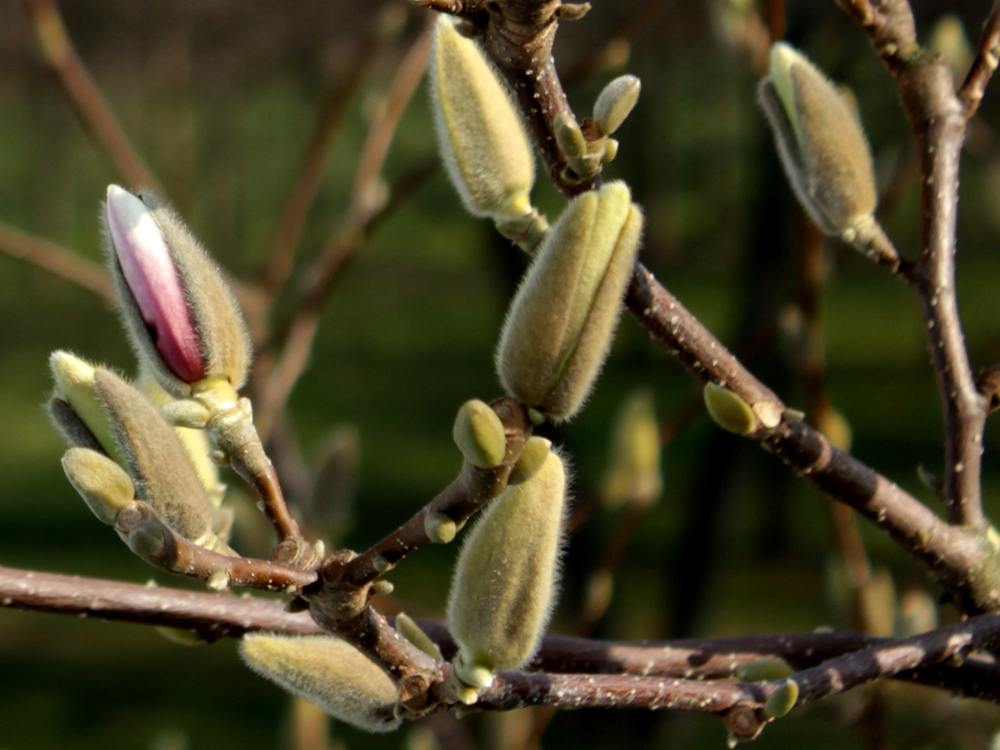 In ein paar Tage blüht der Magnolienbaum vor mein Fenster in voller Pracht. 1