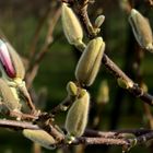 In ein paar Tage blüht der Magnolienbaum vor mein Fenster in voller Pracht. 1