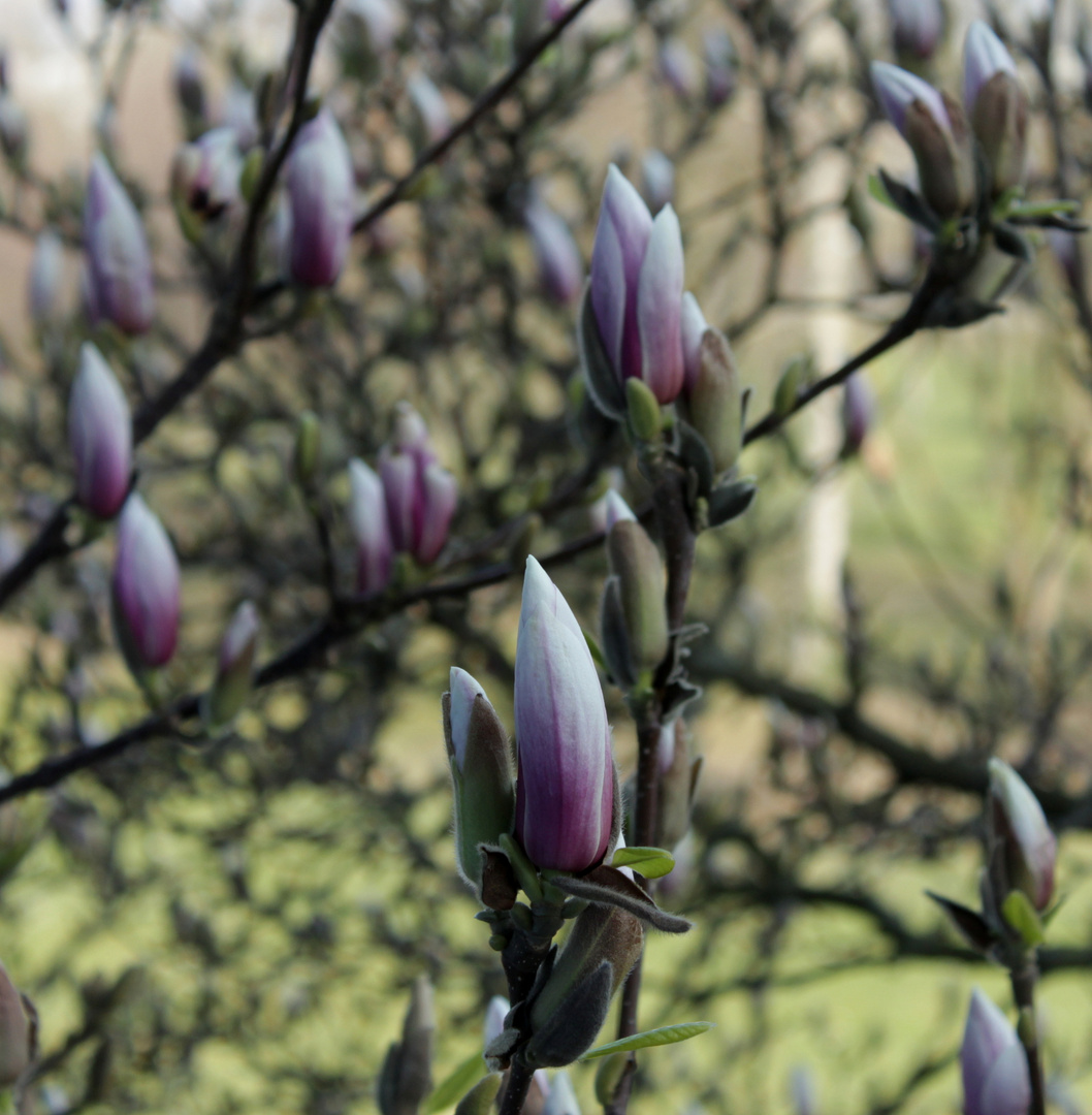 In ein paar Tage blüht der Magnolienbaum vor mein Fenster in voller Pracht. - 2