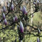 In ein paar Tage blüht der Magnolienbaum vor mein Fenster in voller Pracht. - 2