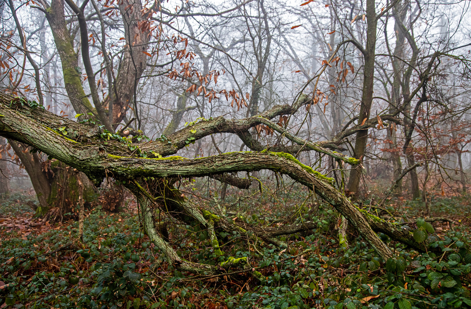 In einem alten Wald