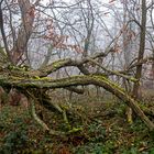 In einem alten Wald