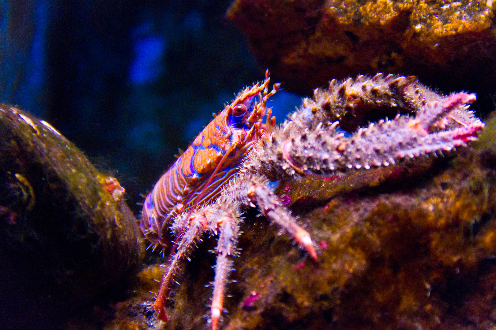 In einem Aquarium in der Bretagne