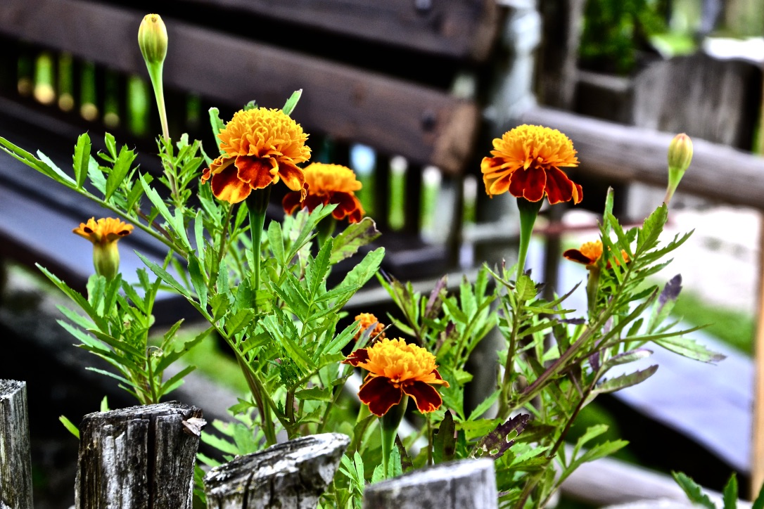 In einem Blumenkasten neben unserem Tisch …