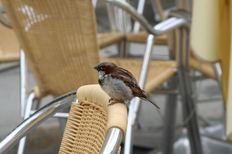 In einem Cafe gibts immer was zu essen