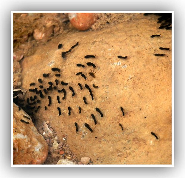 .. in einem creek im Bryce Canyon...