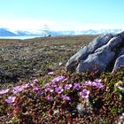 In einem der vielen Fjorde von Svalbard.