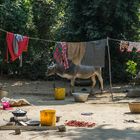 in einem Dorf am Irrawaddy (© Buelipix)